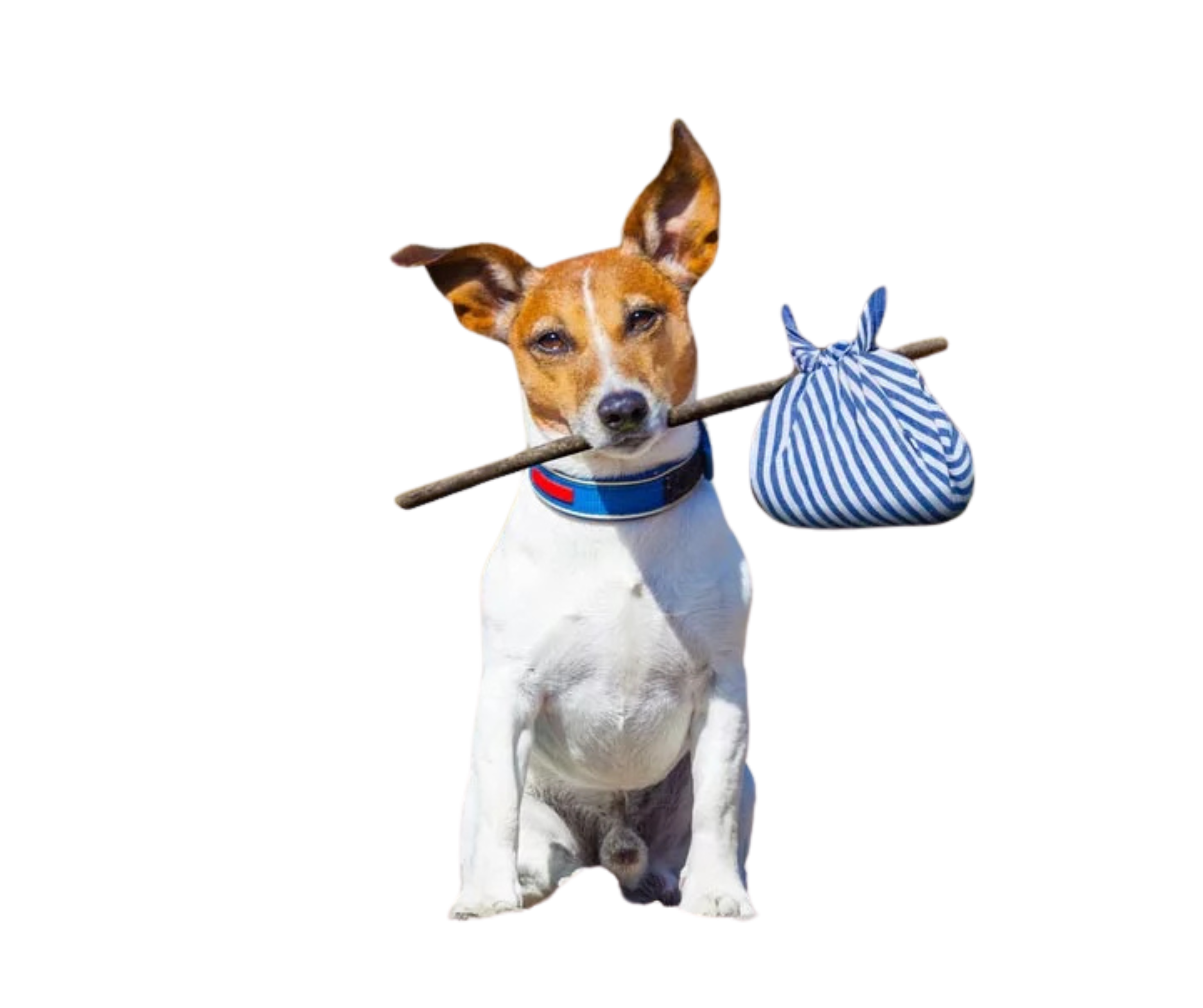 slide: SmartPaw • სმარტფო